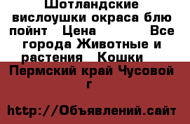 Шотландские вислоушки окраса блю пойнт › Цена ­ 4 000 - Все города Животные и растения » Кошки   . Пермский край,Чусовой г.